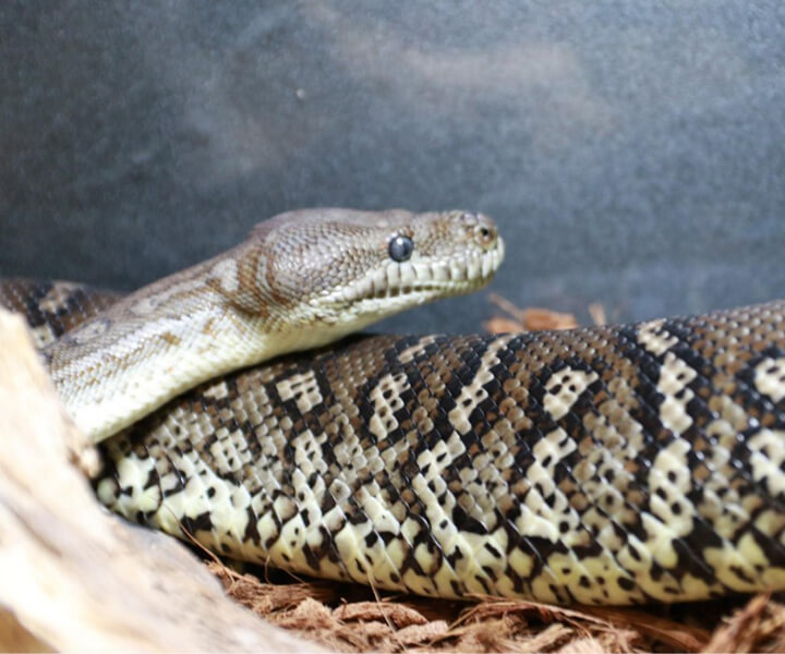 カーペットニシキヘビア