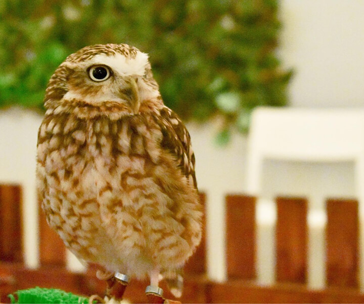 アナホリフクロウ