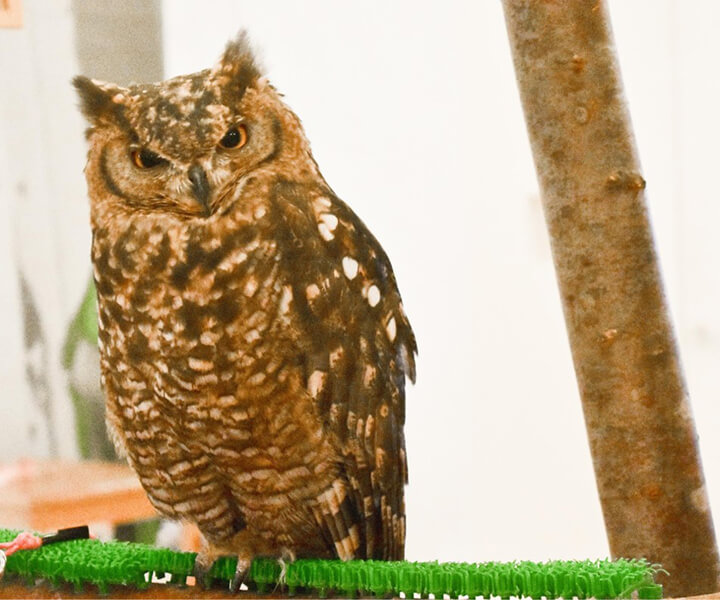 アフリカワシミミズク