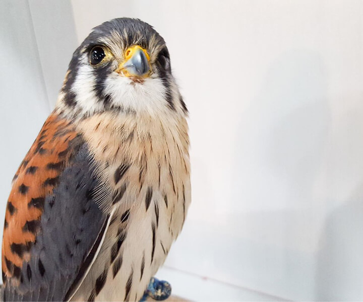 アメリカチョウゲンボウ