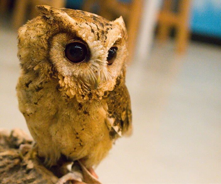 インドオオコノハズク