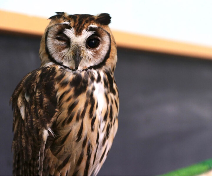 ウサギフクロウ