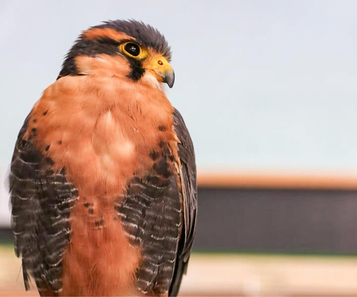 オナガハヤブサ