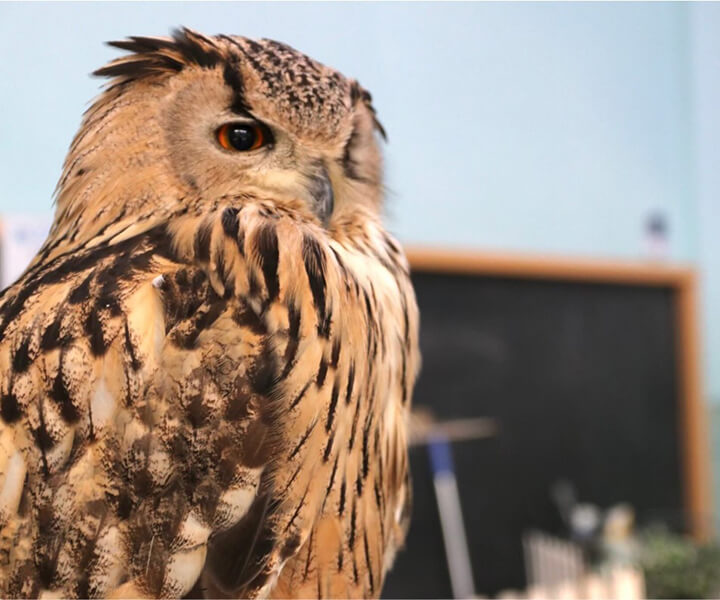 シベリアワシミミズク