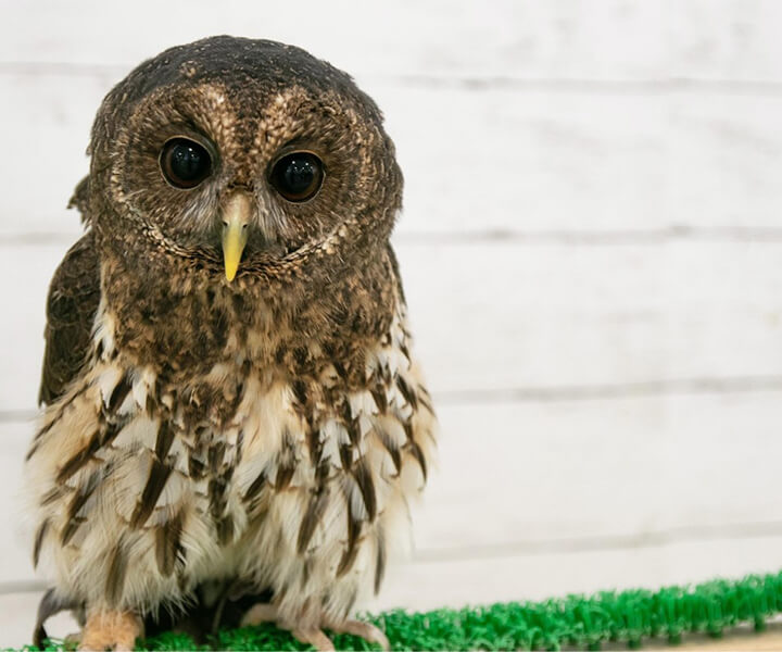 ナンベイヒナフクロウ