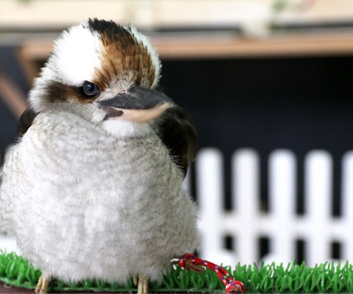 ワライカワセミ