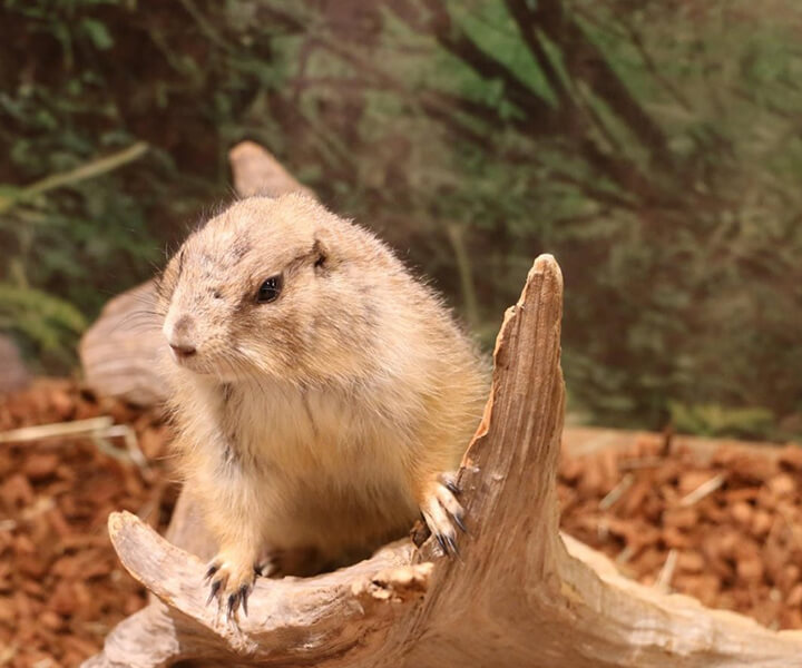 オグロプレーリードッグ