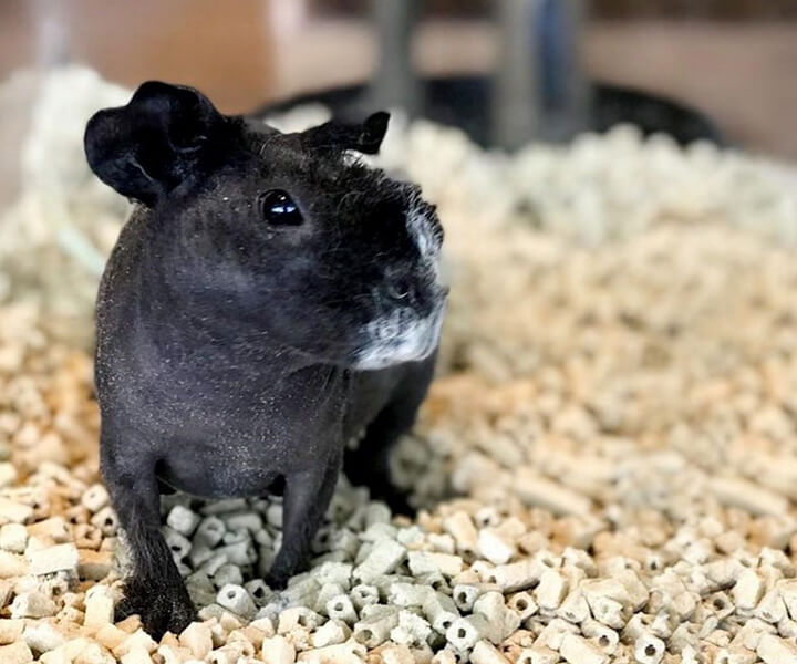 スキニーギニアピッグ