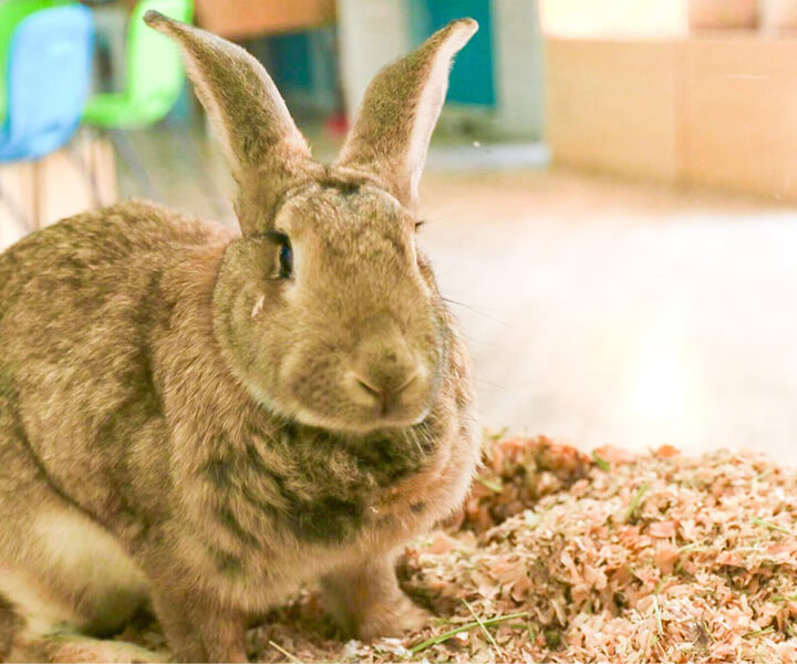 フレミッシュジャイアント