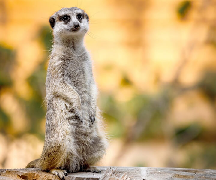 ミーアキャット