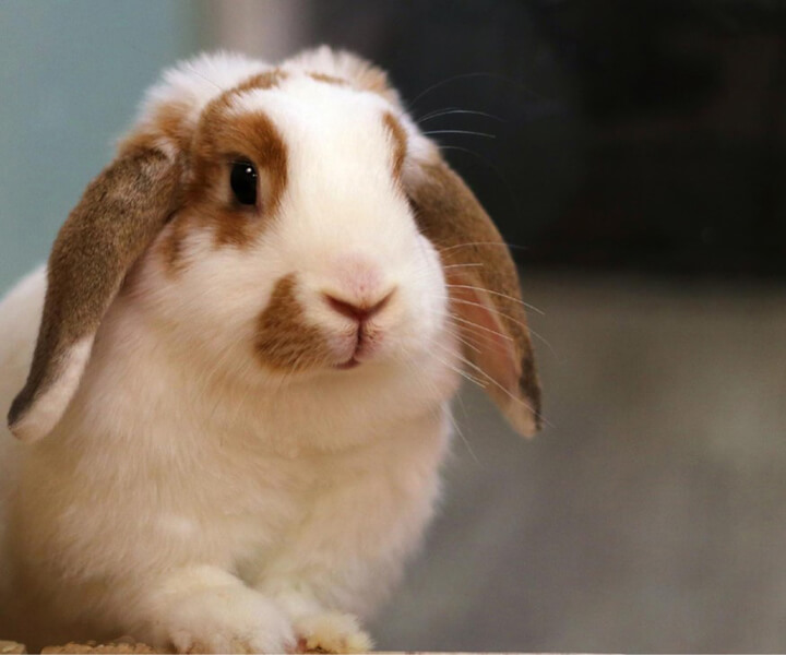 ロップイヤー