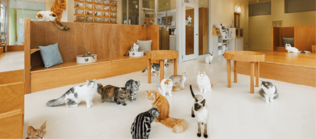 Cat Café MOFF / 猫カフェ  コックンの別荘