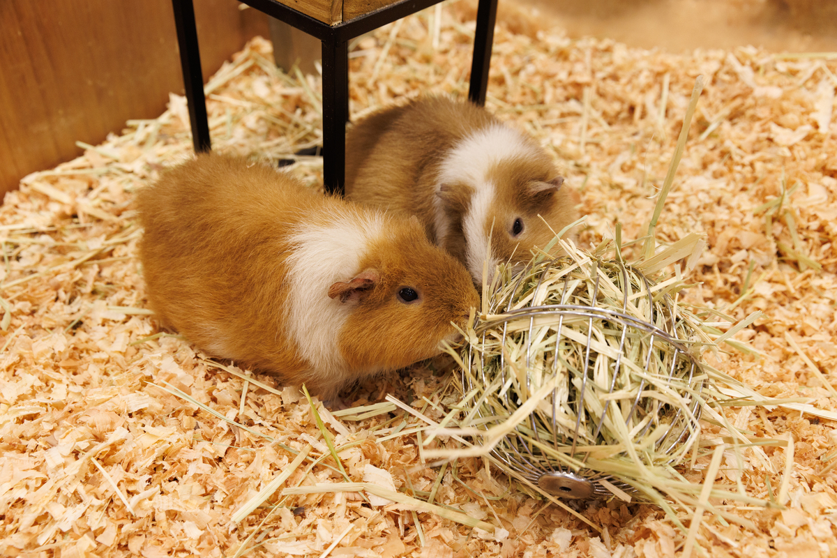Moff animal cafe ららぽーと安城店