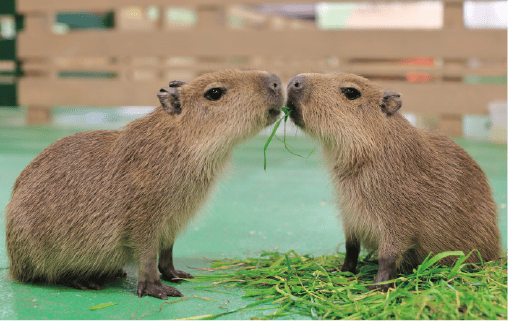 MOFFの仲間-カパバラ