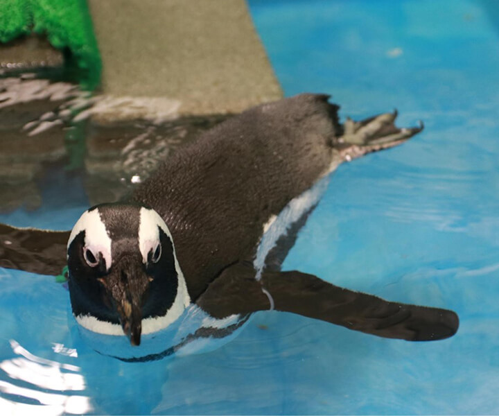 ケープペンギン