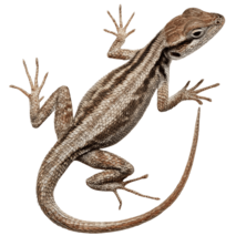 MOFFの動物たち爬虫類