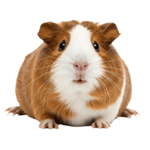 MOFFの動物たちモルモット