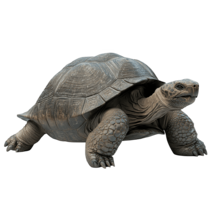 MOFFの動物たちカメ