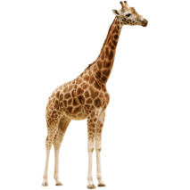 MOFFの動物たちキリン