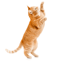 MOFFの動物たちネコ