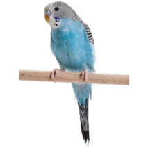 MOFFの動物たちインコ