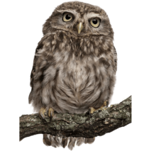 MOFFの動物たちフクロウ