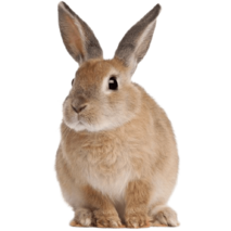 MOFFの動物たちうさぎ