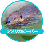 アメリカビーバー
