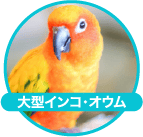 大型インコ、オウム