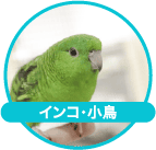 インコ、小鳥