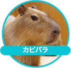 カピバラ