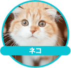 ねこ