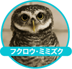 フクロウ，ミミズク