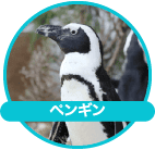 ペンギン