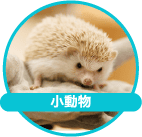 ハリネズミ、うさぎ、モルモット、チンチラなどの小動物