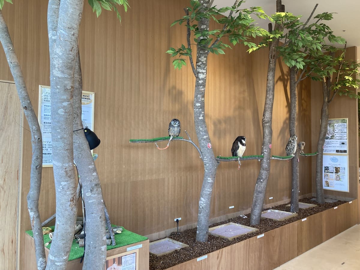 Moff animal cafe アルパーク店