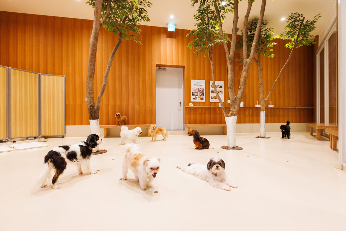 Moff animal cafe ららぽーと立川立飛店