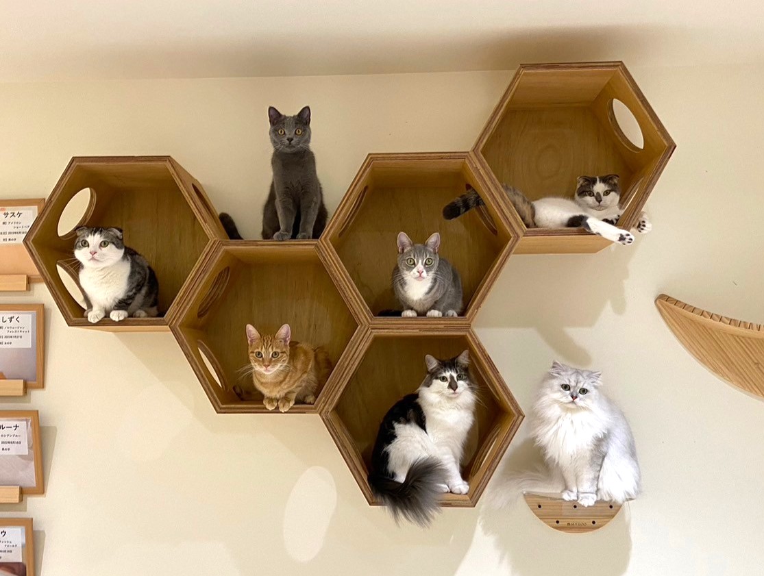天王寺 猫 カフェ
