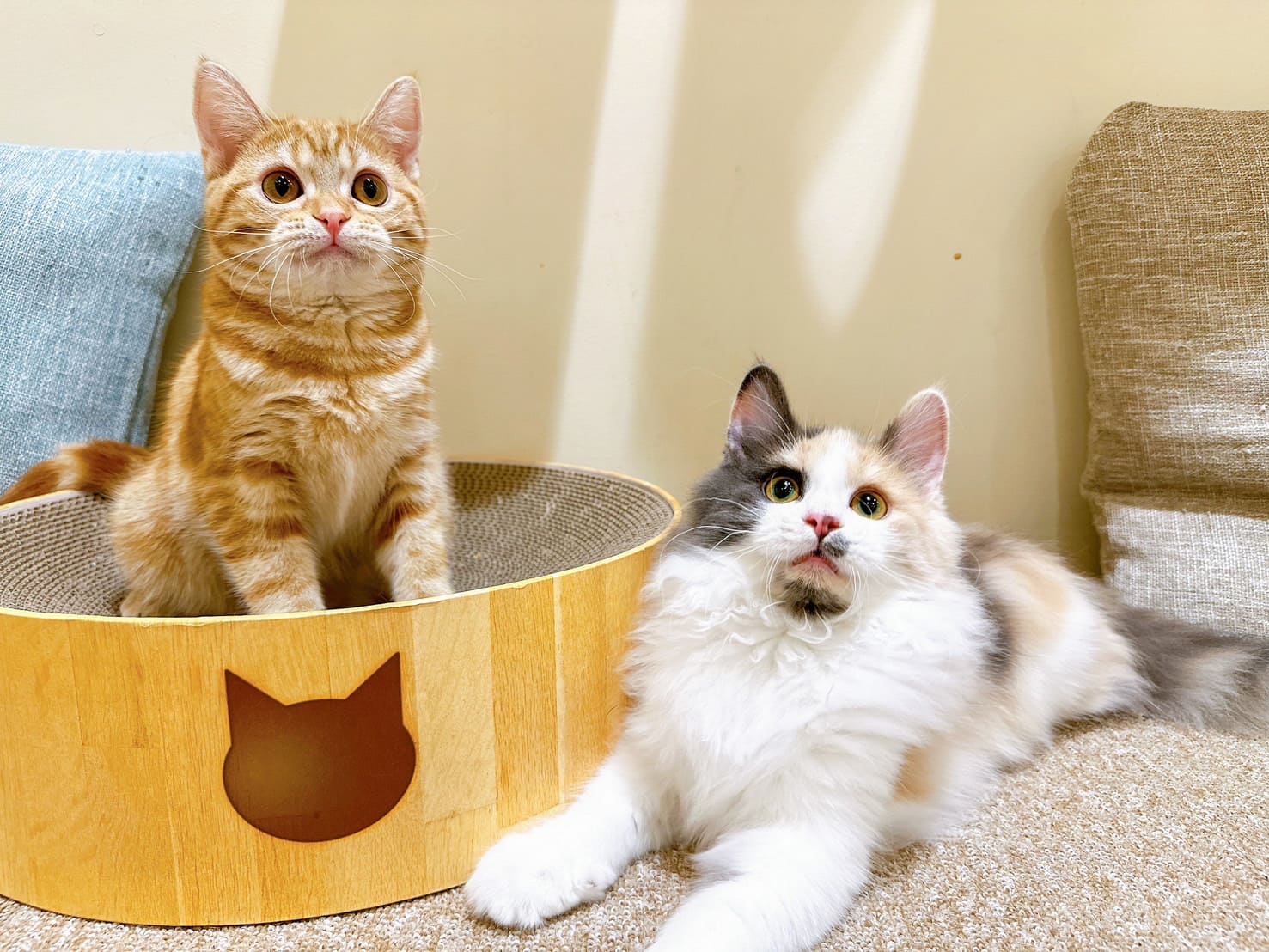 Cat Café MOFF コースカベイサイドストアーズ店｜神奈川の猫カフェ 