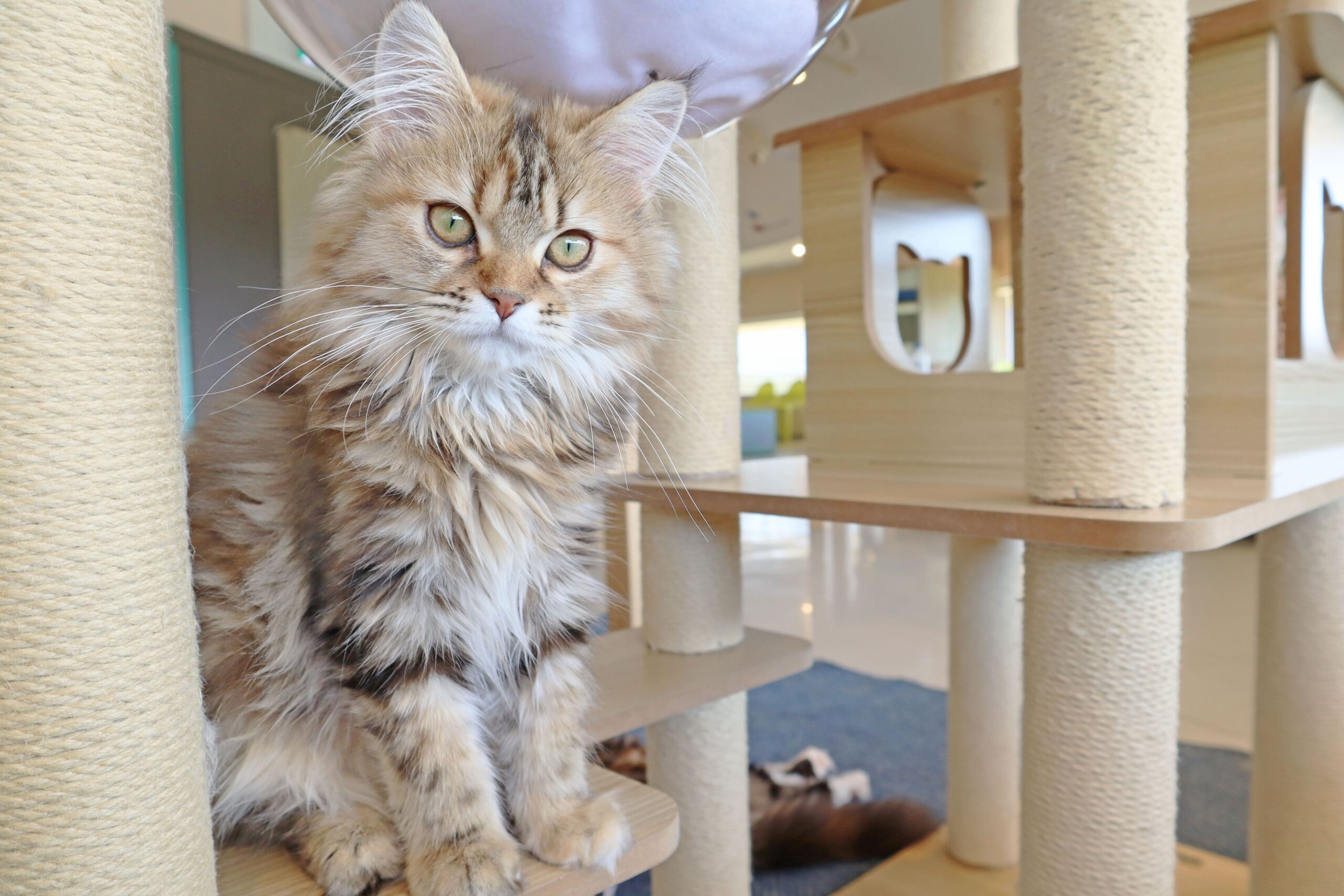 Cat Café MOFF イオンモール浜松志都呂店｜静岡の猫カフェ｜予約不要