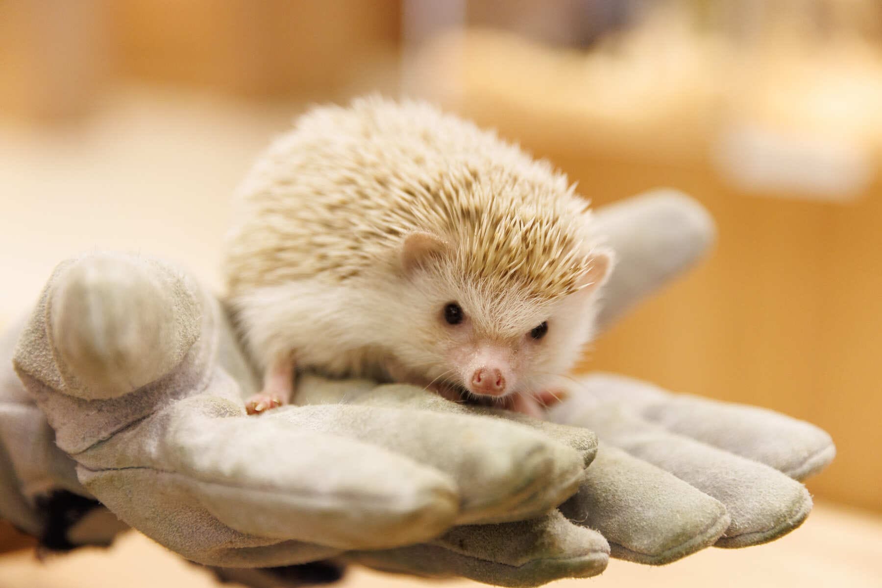 Moff animal cafe ららぽーと安城店｜3歳以下無料の室内動物ふれあい