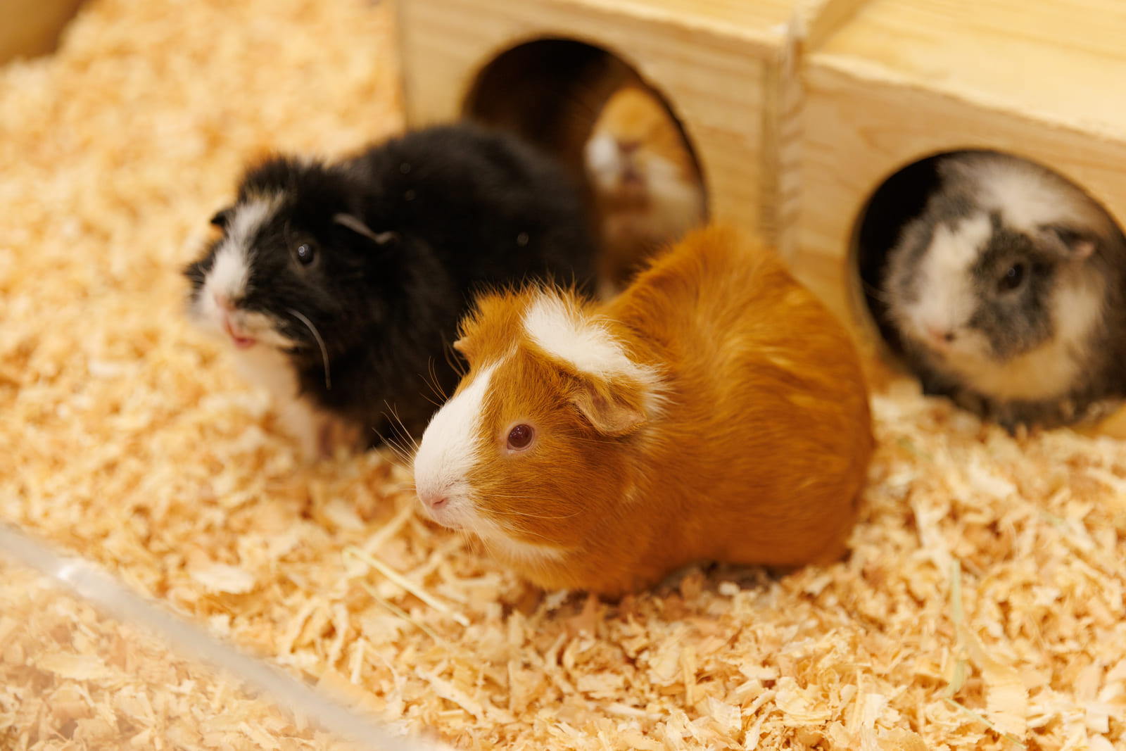 小動物-モルモット