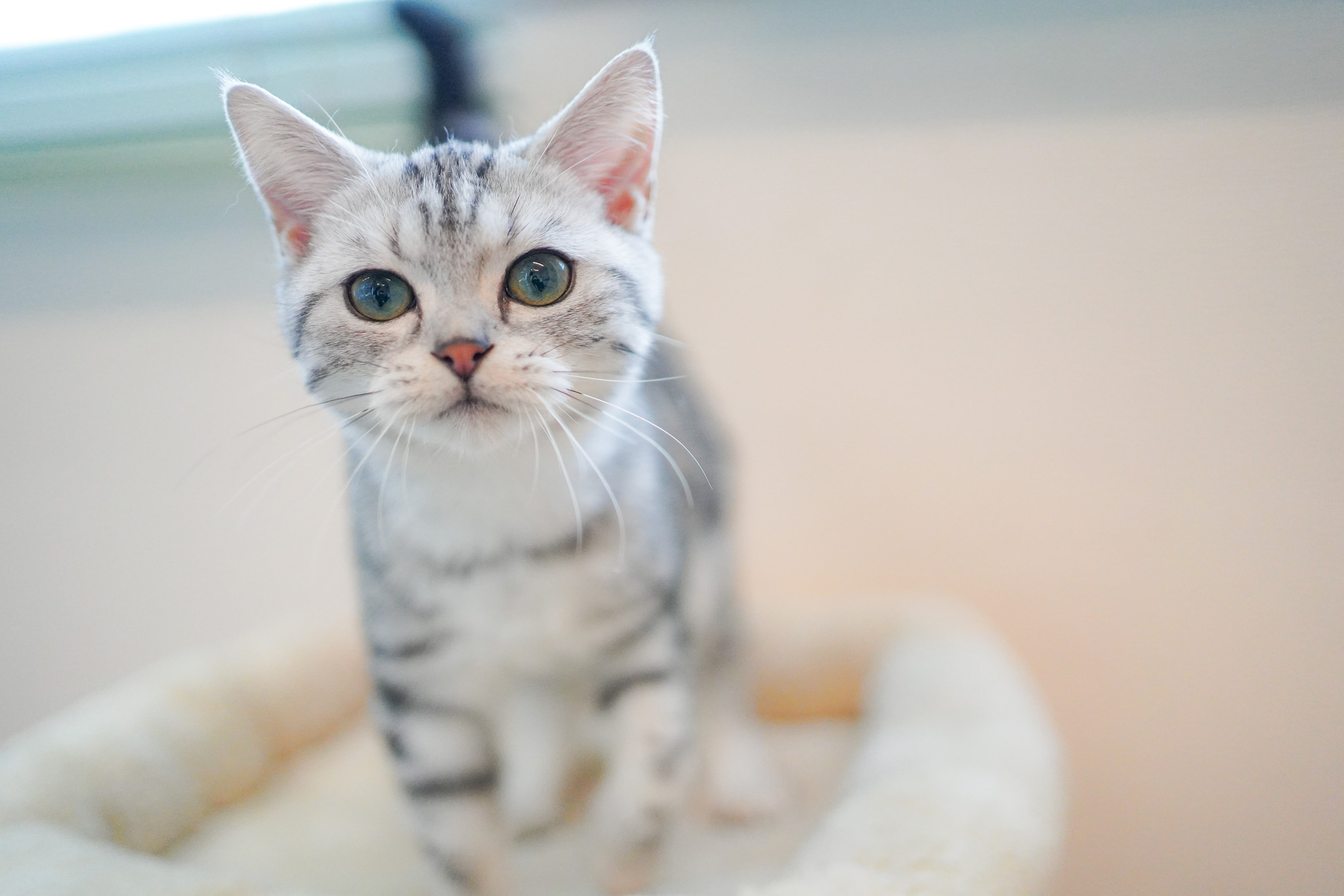 Cat Café MOFF minamoa広島店｜広島の猫カフェ｜予約不要・3歳以下無料