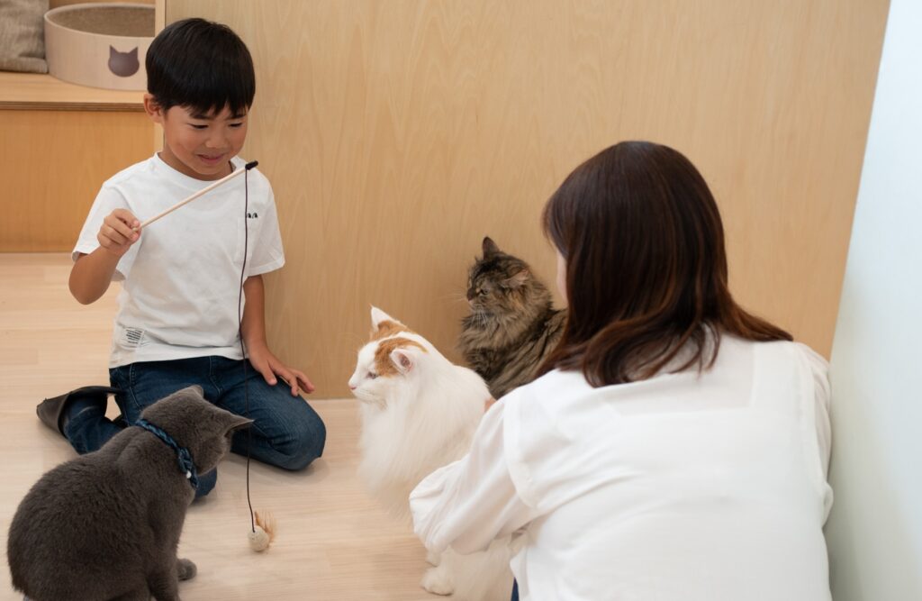 猫カフェ MOFFの過ごし方 猫じゃらしで猫と仲良く