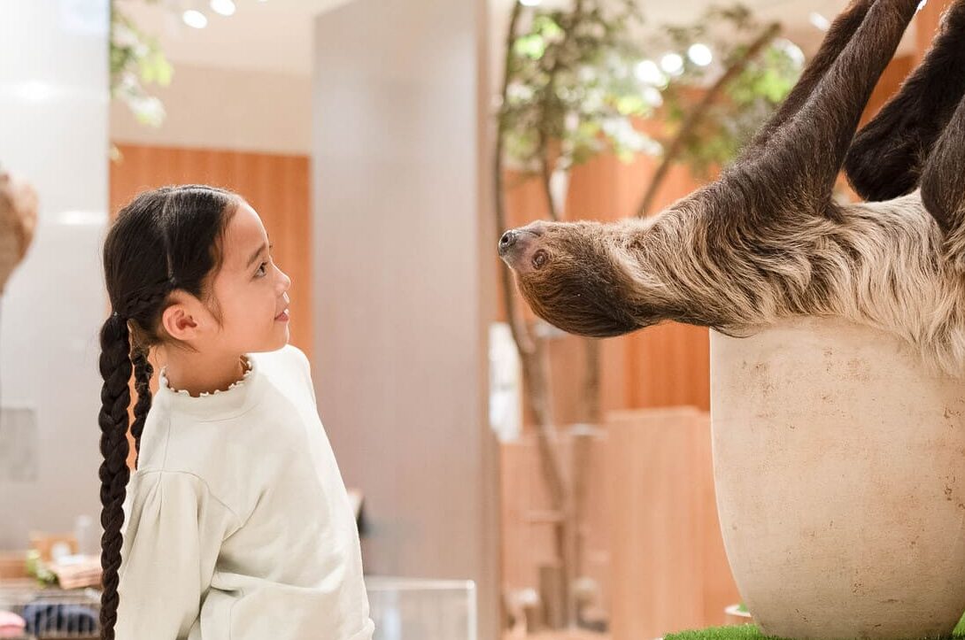 ふれあい動物施設 MOFF なまけものと女の子の写真