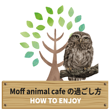 動物ふれあいMOFFアニマルカフェの過ごし方