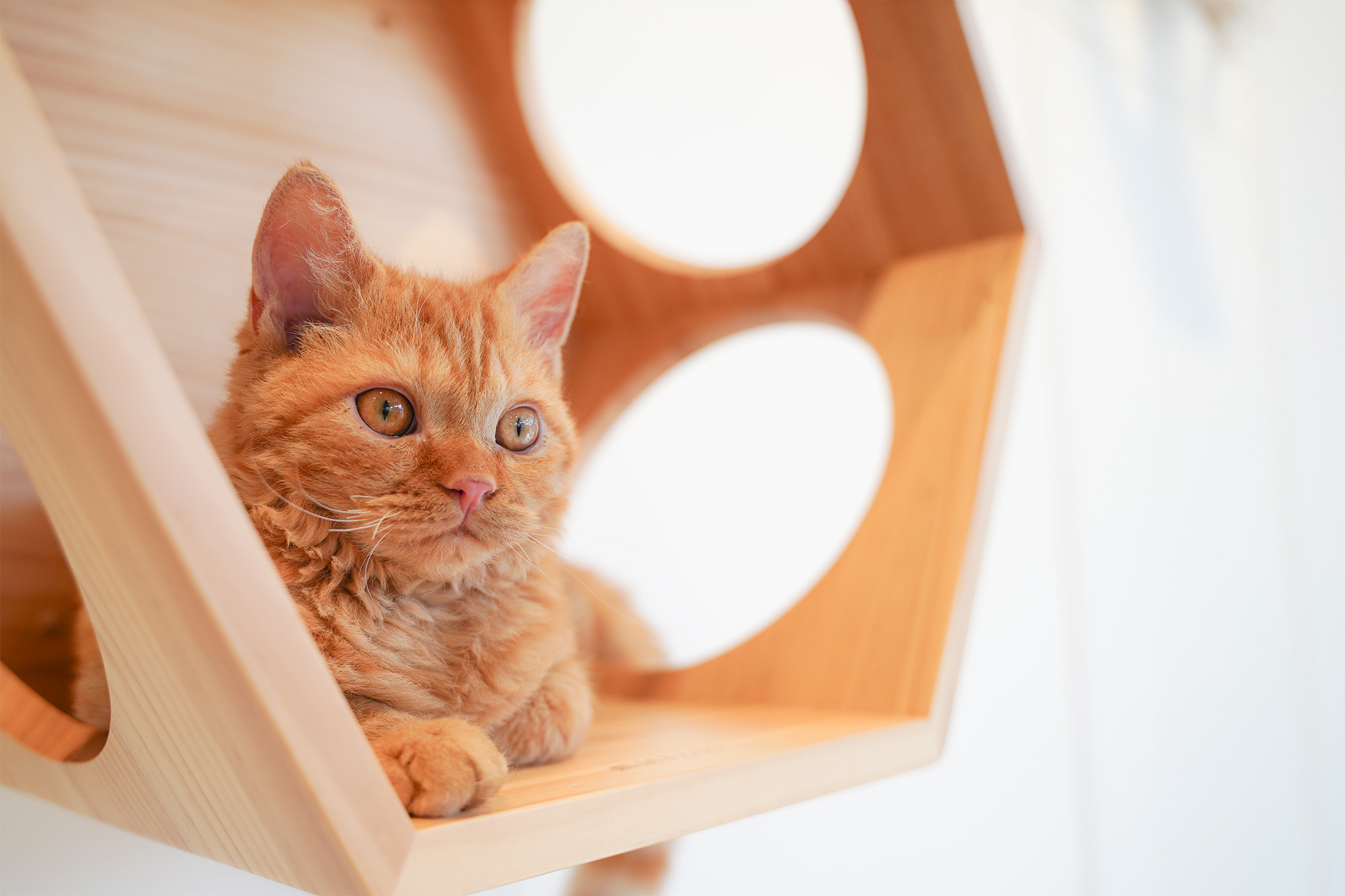 Cat Café MOFF イオンモール広島府中店｜広島の猫カフェ｜予約不要・3