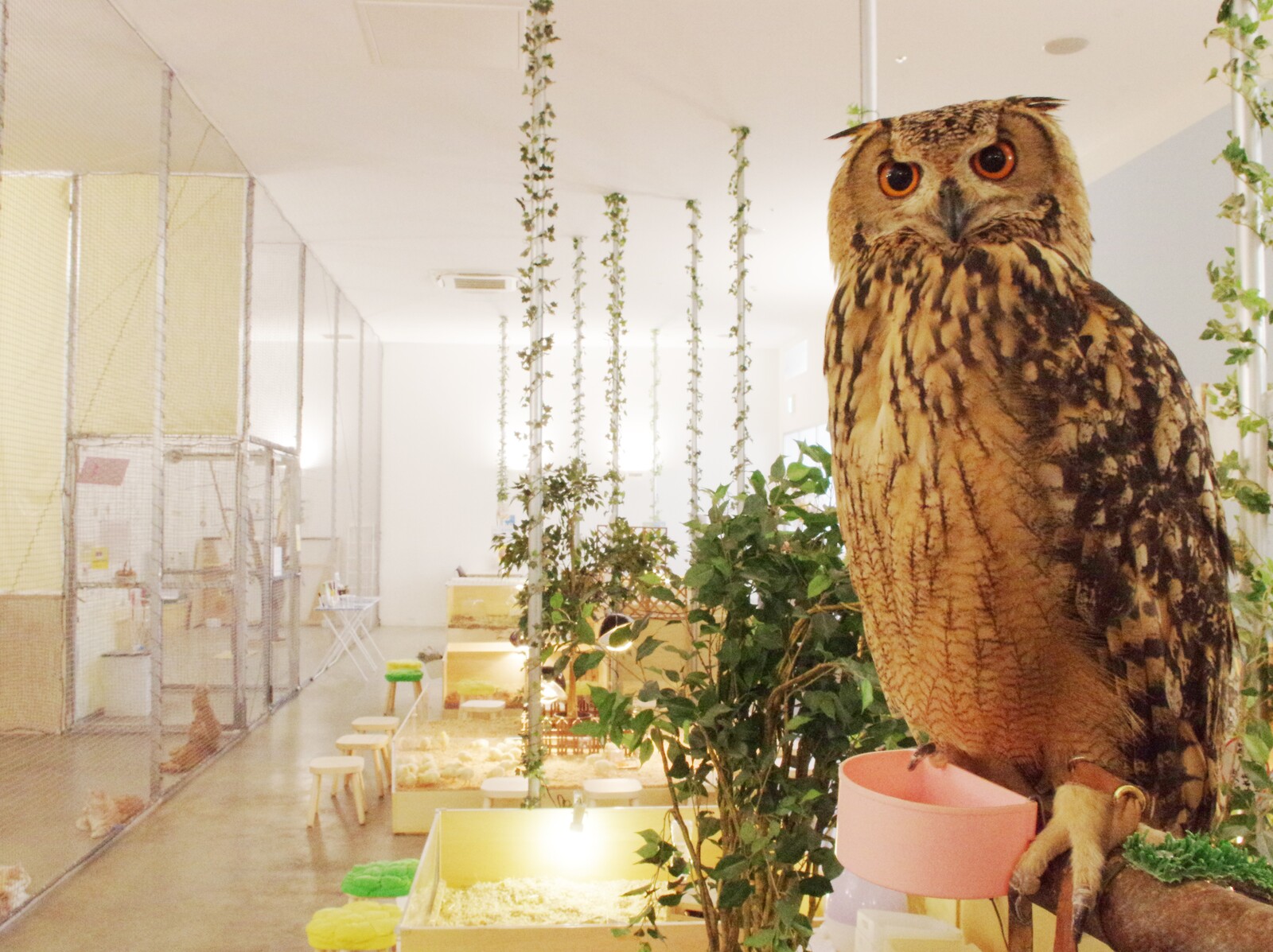 Moff animal cafe イーアス高尾店