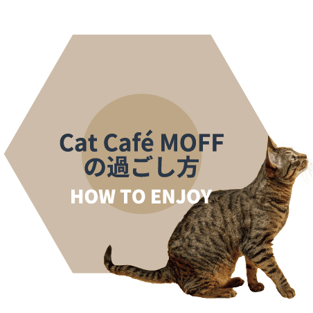 猫カフェ キャットカフェ MOFFの過ごし方