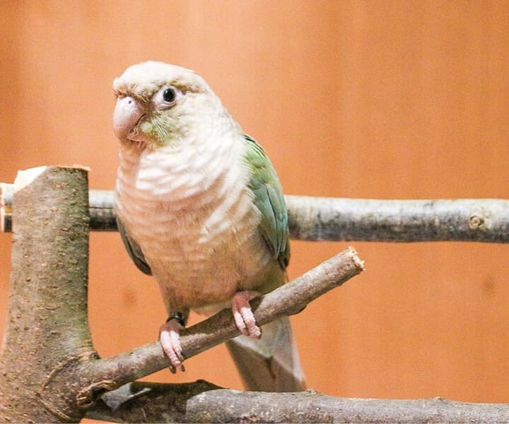 ホオミドリアカオウロコインコ